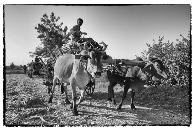 Indien © Georgios Kefalas