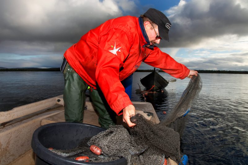 Fischen mit dem Schleppnetz mit Matti Helminen, dem Ehemann von Tuula Airamo, begleitet von seinem Schwager Martti Airamo, auf dem Muddus-See in Tulvalahti, Lappland, Finnland, 27. August 2010. (Foto: Georgios Kefalas)