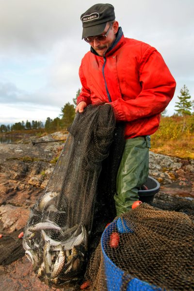 Fischen mit dem Schleppnetz mit Matti Helminen, dem Ehemann von Tuula Airamo, begleitet von seinem Schwager Martti Airamo, auf dem Muddus-See in Tulvalahti, Lappland, Finnland, 27. August 2010. (Foto: Georgios Kefalas)