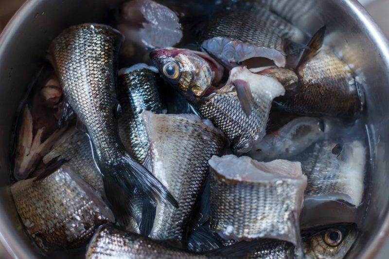 Tuula Airamo bereitet den von ihrem Ehemann Matti Helminen auf dem Muddus-See gefangenen Fisch zu in Tulvalahti, Lappland, Finnland, 27. August 2010. (Foto: Georgios Kefalas)