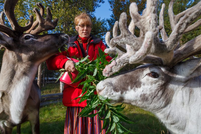 Tuula Airamo mit ihren Rentieren in Tulvalahti, Lappland, Finnland, 27. August 2010. (Foto: Georgios Kefalas)