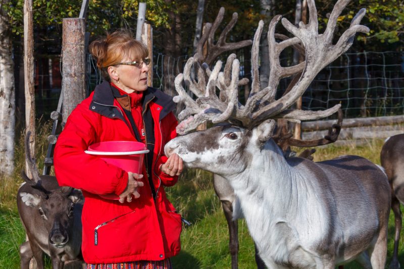 Tuula Airamo mit ihren Rentieren in Tulvalahti, Lappland, Finnland, 27. August 2010. (Foto: Georgios Kefalas)